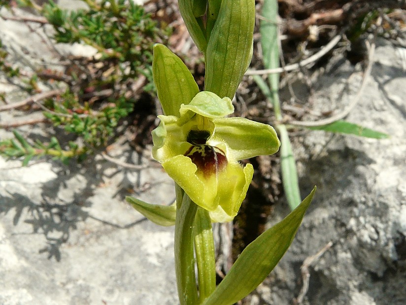 Ophrys lacaitae lojac.